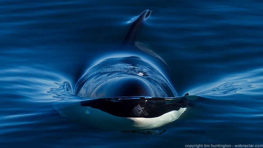 Orcas Ahoy! :: tim huntington, webnectar photography